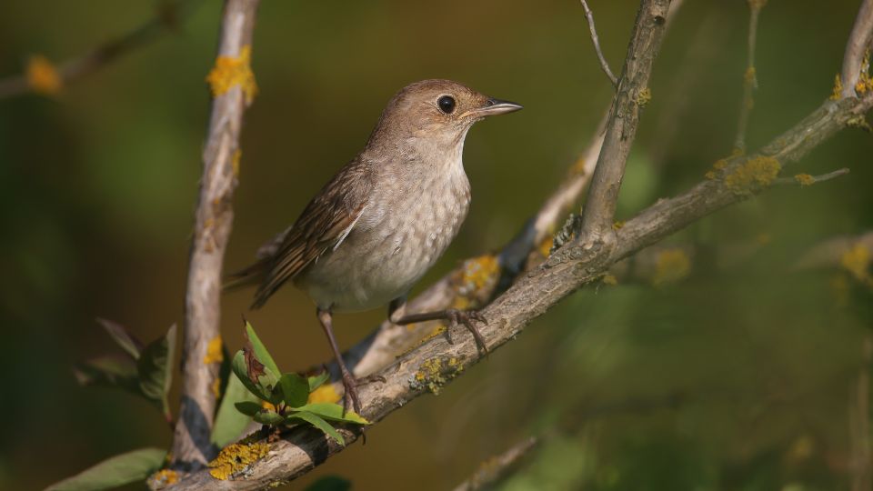 nagy fulemule Luscinia luscinia 3