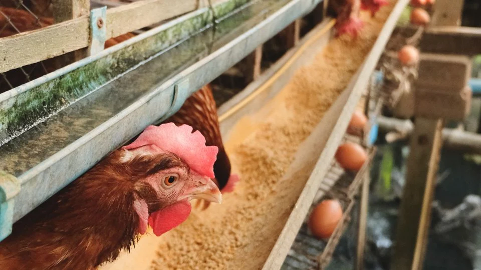 Közelkép egy csirkéről, amely a takarmányozó csőből néz ki, a háttérben más csirkék és tojások láthatók.