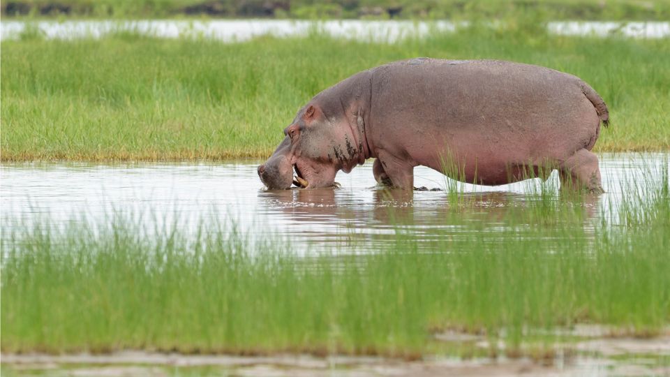 nilusi vizilo Hippopotamus amphibius 1