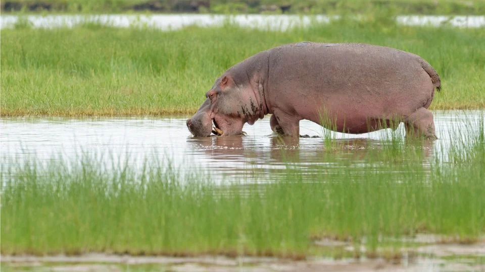 Egy nílusi víziló a vízben áll, körülötte zöld fűvel borított terület.