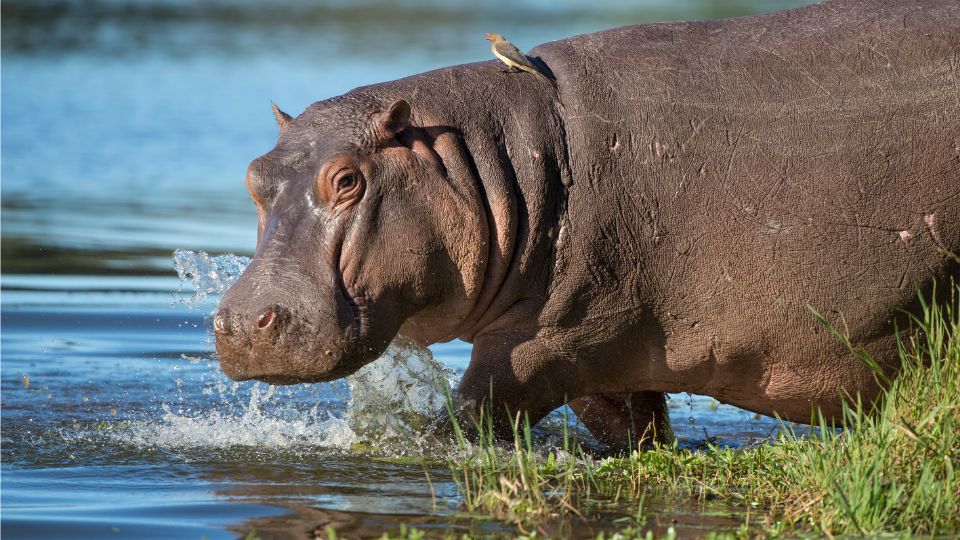 nilusi vizilo Hippopotamus amphibius 2