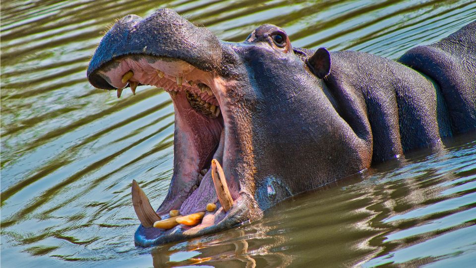 nilusi vizilo Hippopotamus amphibius 3