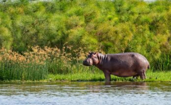 nilusi vizilo Hippopotamus amphibius