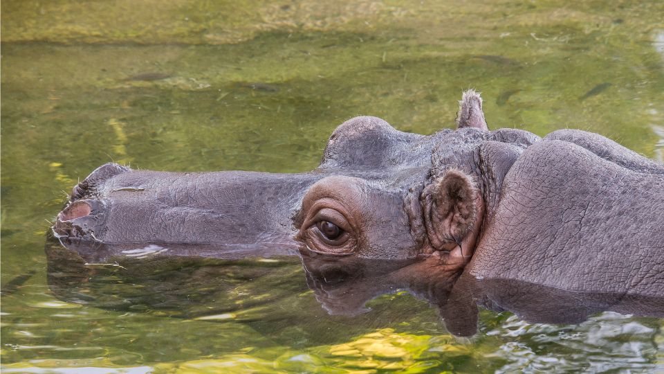 nilusi vizilo Hippopotamus amphibius 4
