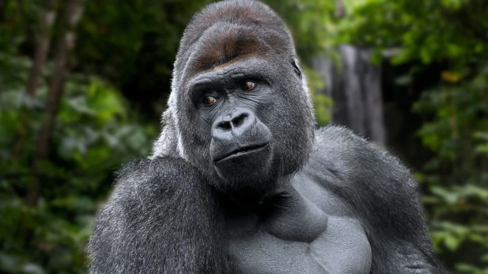 Egy nyugati gorilla, erős testfelépítéssel, a dzsungelben áll, figyelmesen néz.