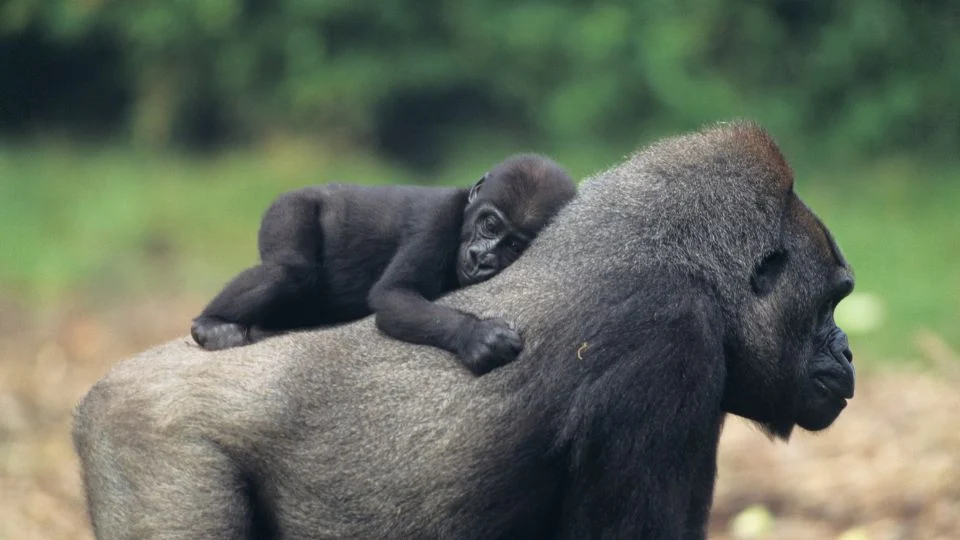 Egy nyugati gorilla anya és kölyke, a kölyök az anyja hátán pihen.