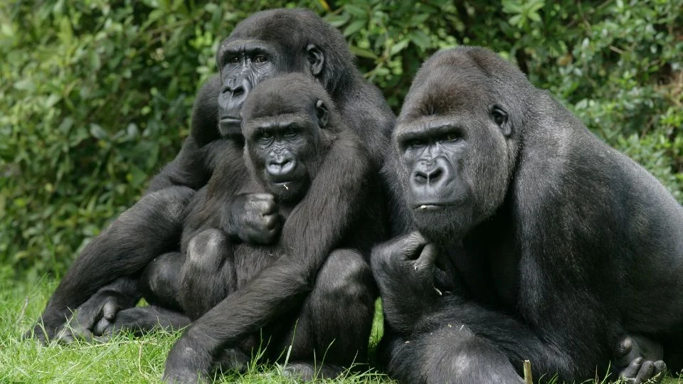 Három nyugati gorilla ül a fűben, az egyik kicsi, a másik két felnőtt.