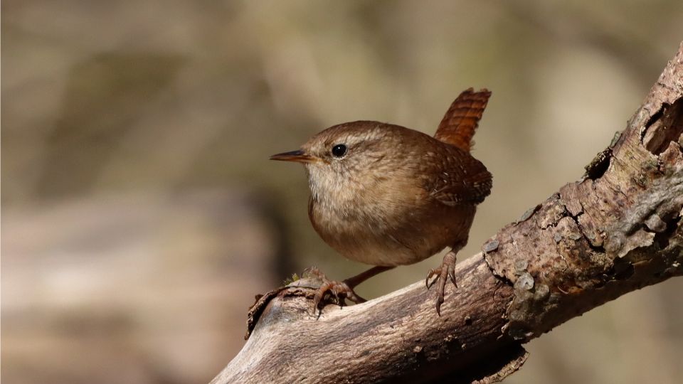okorszem Troglodytes troglodytes 1