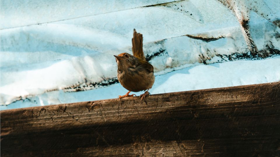 okorszem Troglodytes troglodytes 2