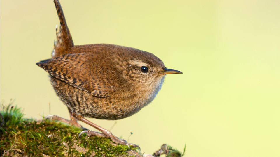 okorszem Troglodytes troglodytes 3