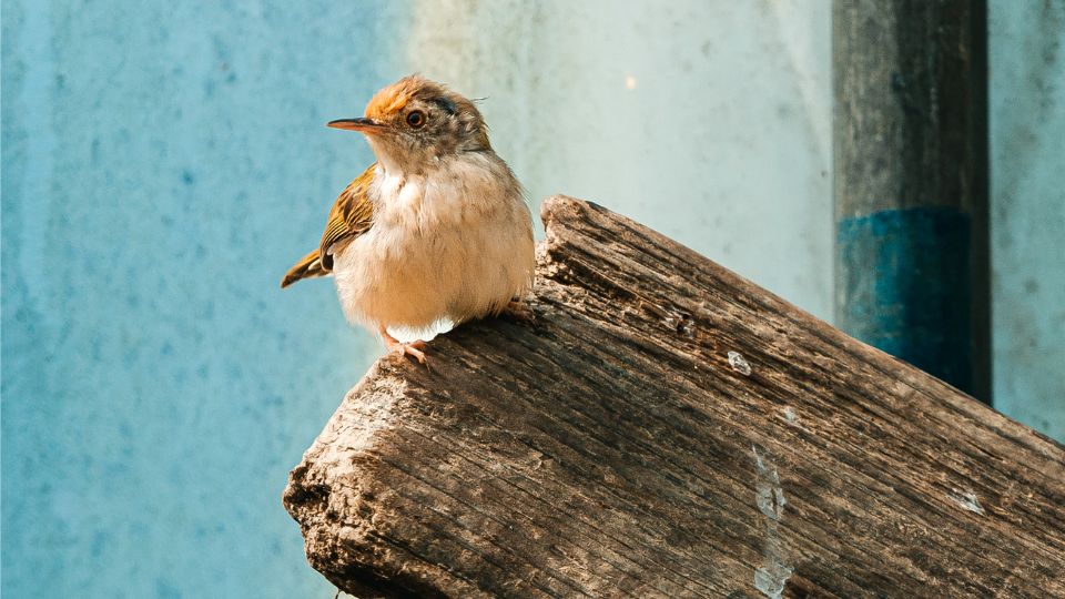 okorszem Troglodytes troglodytes 4