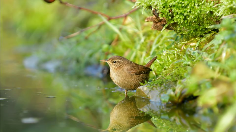 okorszem Troglodytes troglodytes 5