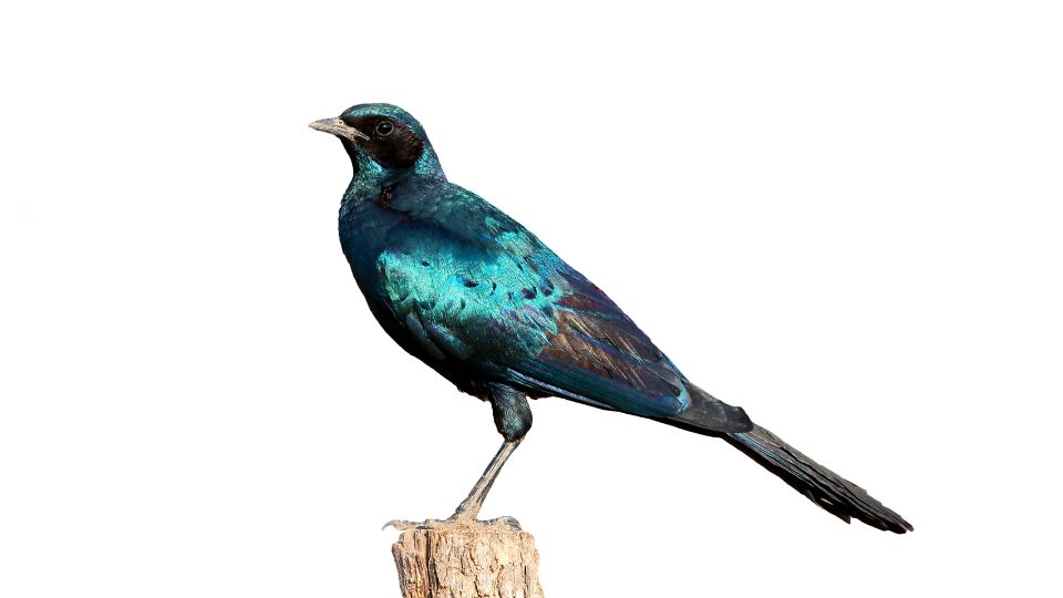 orias fenyseregely Lamprotornis australis 1