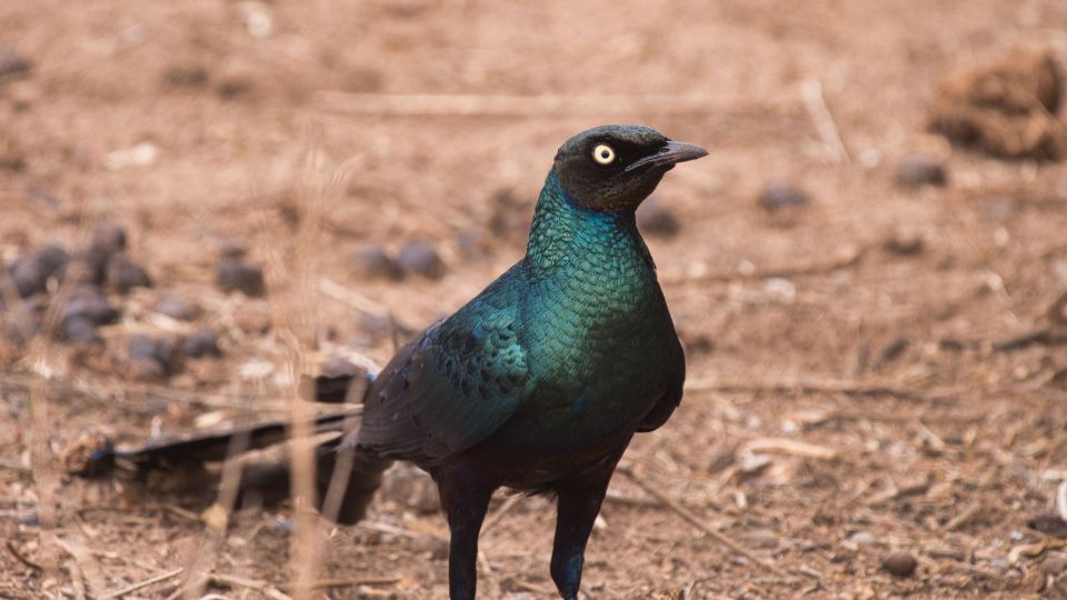orias fenyseregely Lamprotornis australis 2