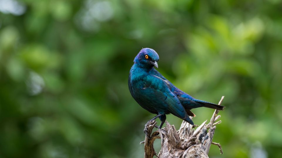 orias fenyseregely Lamprotornis australis 3