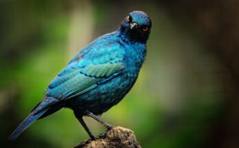 orias fenyseregely Lamprotornis australis
