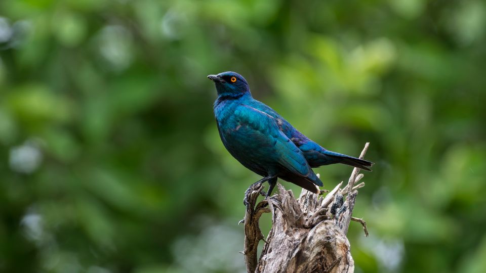 orias fenyseregely Lamprotornis australis 4
