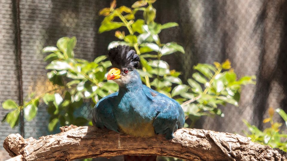 orias turako Corythaeola cristata 1 1