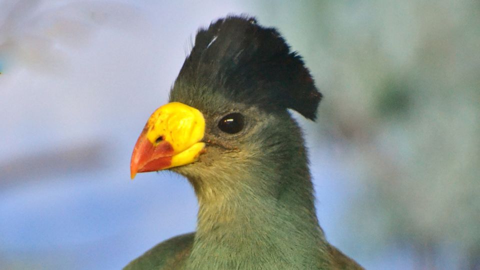 orias turako Corythaeola cristata 3
