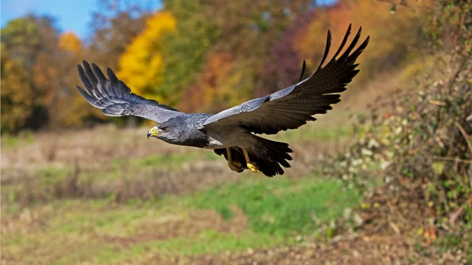 Egy óriásölyv repül a színes őszi táj felett, szárnyait szépen kitárva.