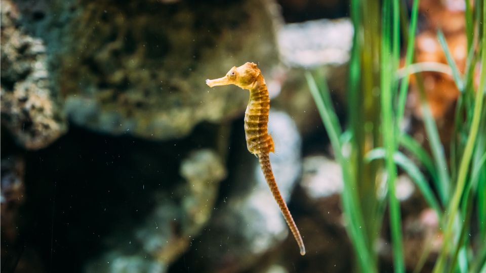 Egy pettyes csikóhal lebeg a vízben, körülötte vízi növények.