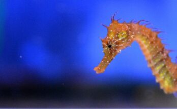 pettyes csikohal Hippocampus guttulatus
