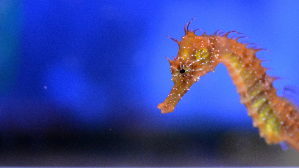 pettyes csikohal Hippocampus guttulatus