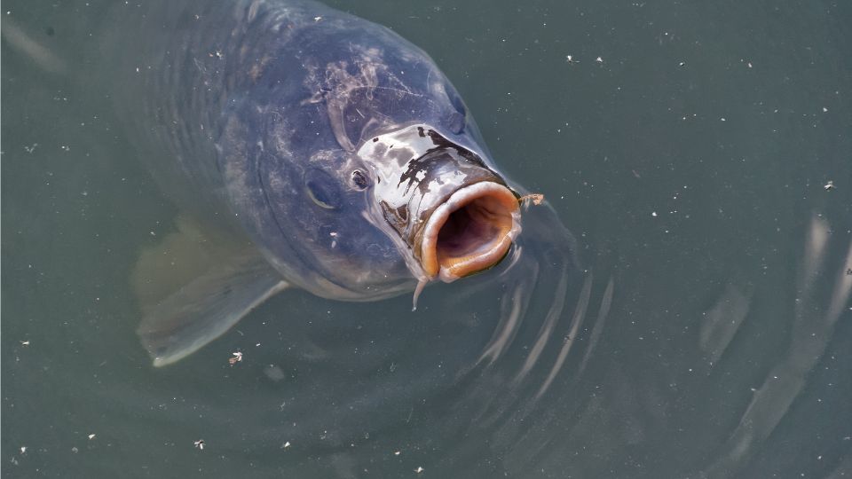 ponty Cyprinus carpio 1