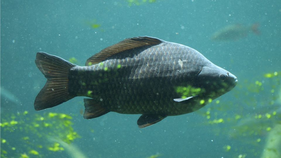 ponty Cyprinus carpio 2