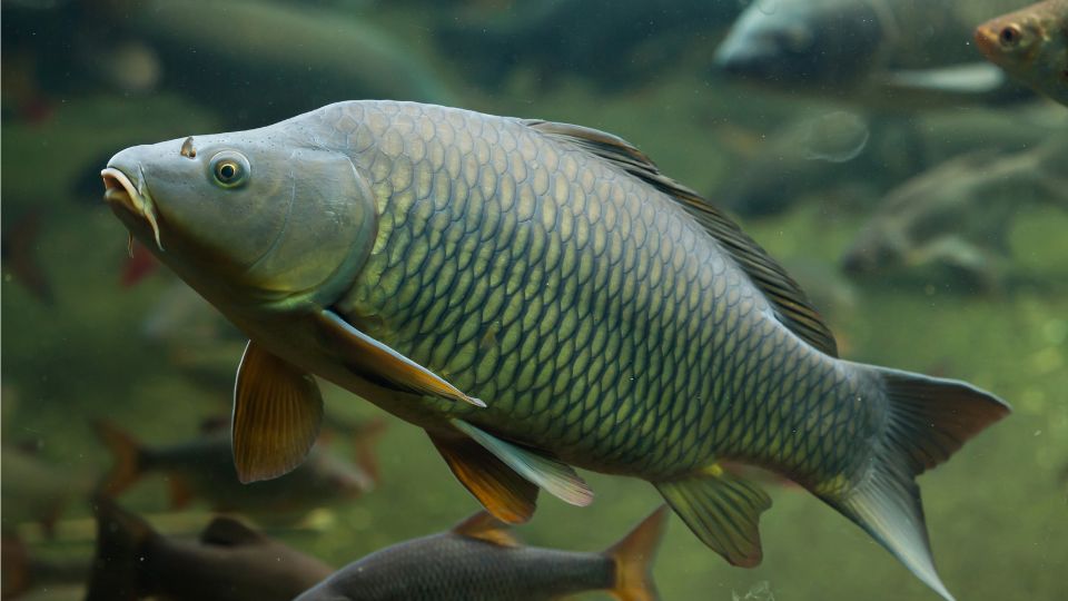 ponty Cyprinus carpio 3