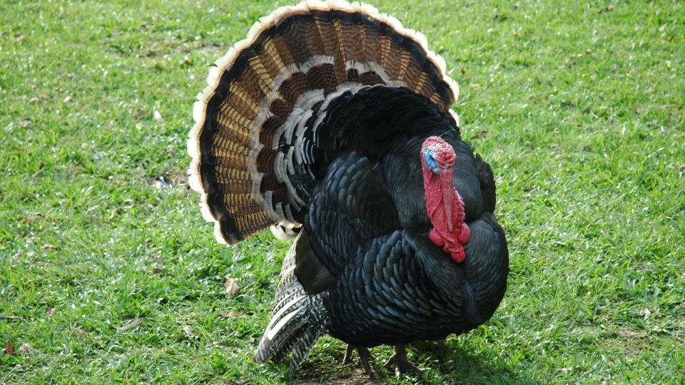 Egy gyönyörű pulyka áll a zöld fűben, szépen terjesztett tollakkal.