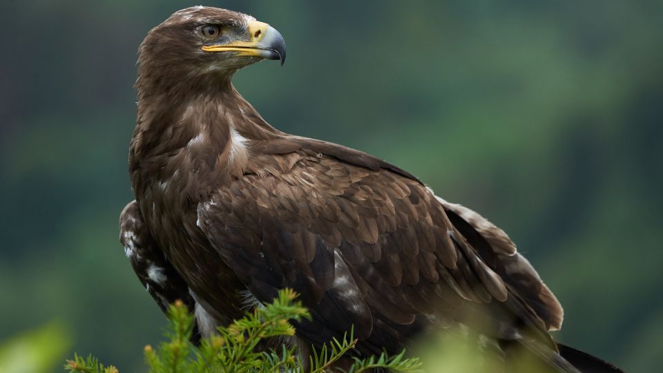 pusztai sas Aquila nipalensis 1