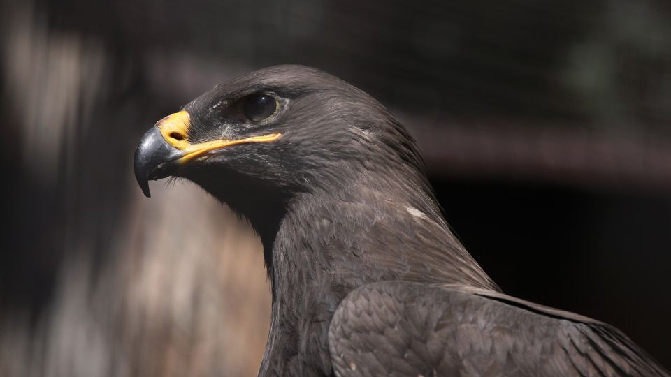 pusztai sas Aquila nipalensis 2