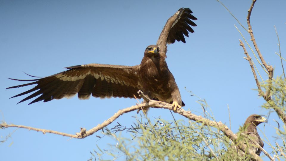 pusztai sas Aquila nipalensis 3