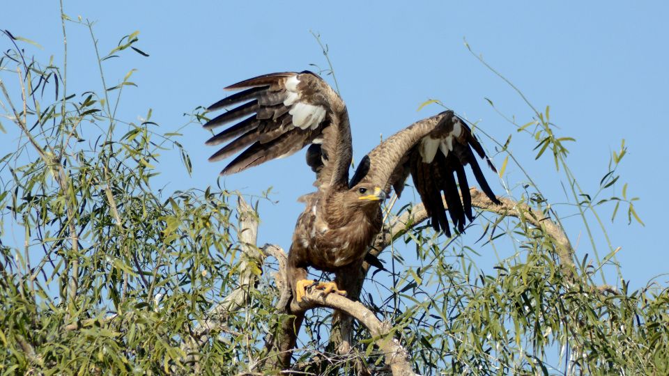 pusztai sas Aquila nipalensis 4