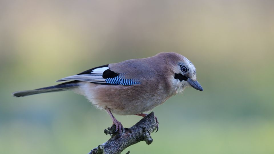 szajko Garrulus glandarius 3