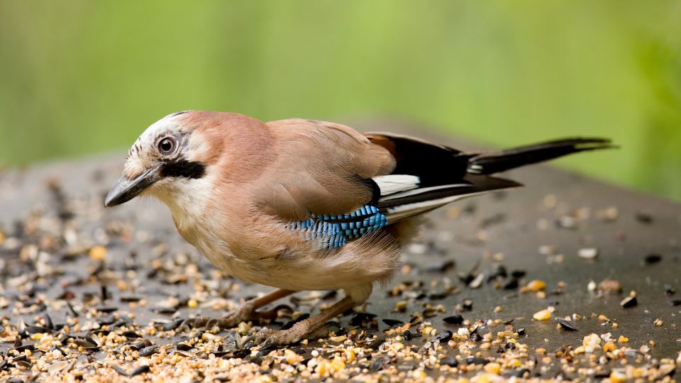 szajko Garrulus glandarius 4