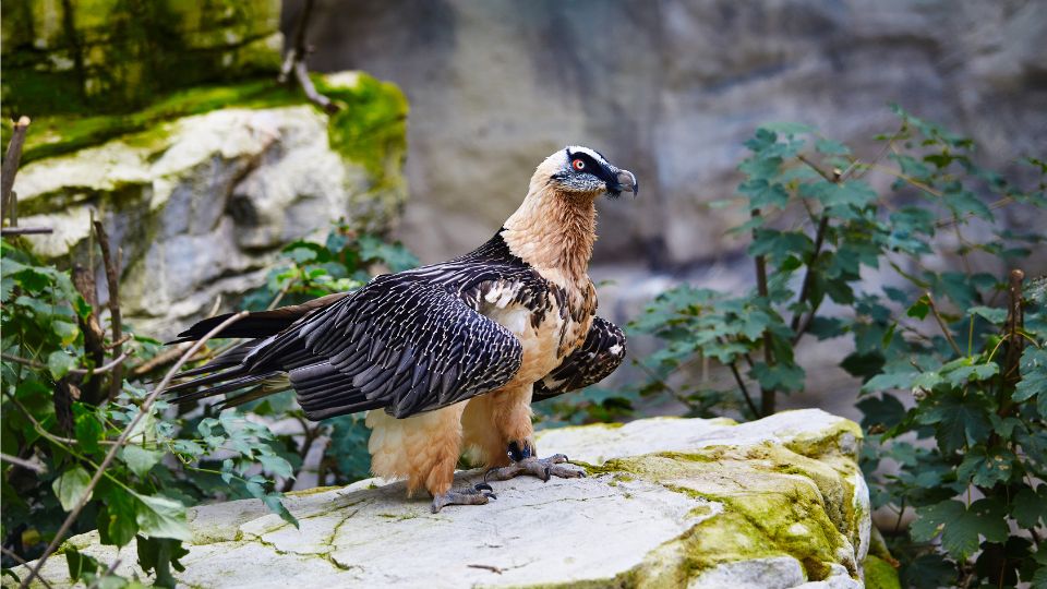 szakallas saskeselyu Gypaetus barbatus 1