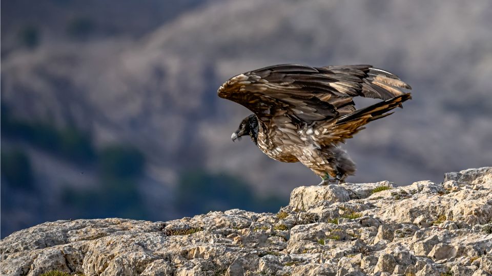 szakallas saskeselyu Gypaetus barbatus 2