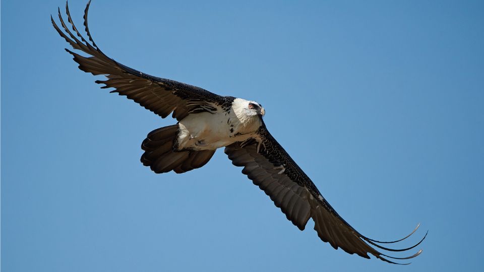 szakallas saskeselyu Gypaetus barbatus 3
