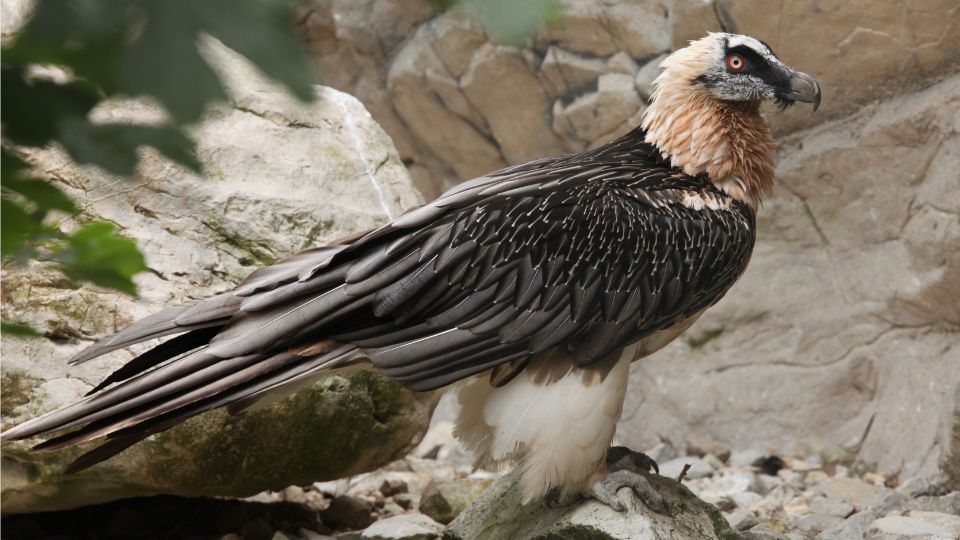 szakallas saskeselyu Gypaetus barbatus 4