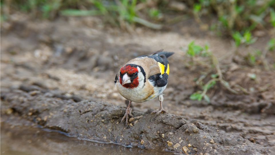 tengelic Carduelis carduelis 1