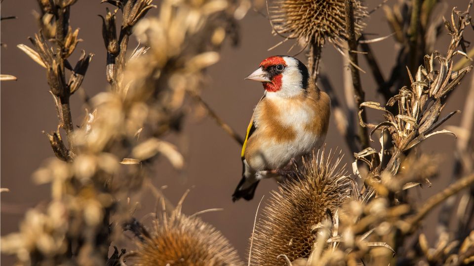 tengelic Carduelis carduelis 2