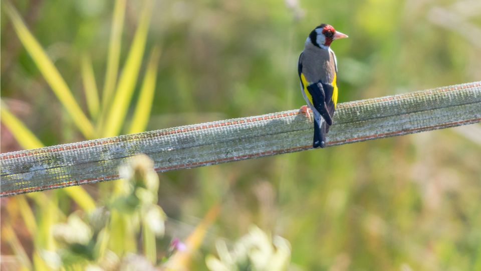 tengelic Carduelis carduelis 3