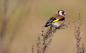 tengelic Carduelis carduelis