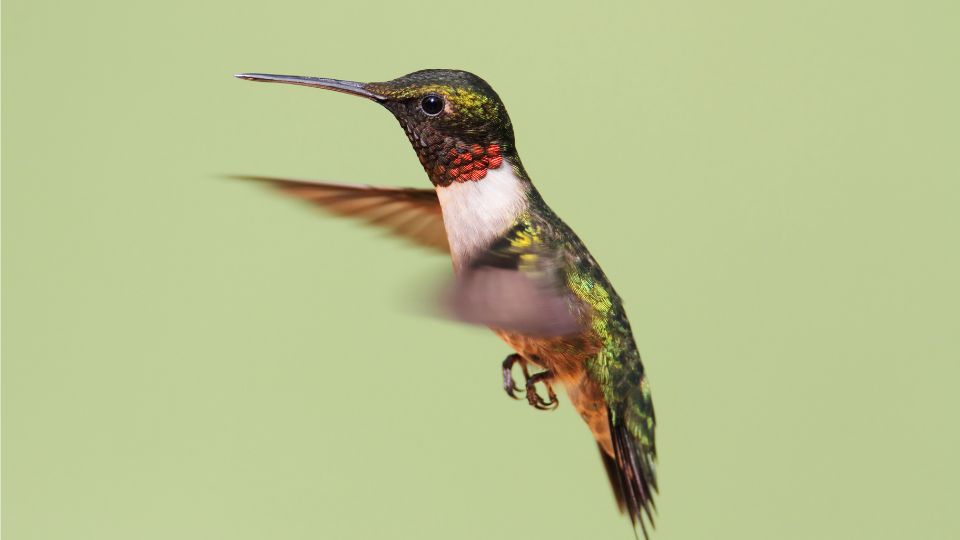 tuzestorku kolibri vagy eszaki kolibri Archilochus colubris 1 1