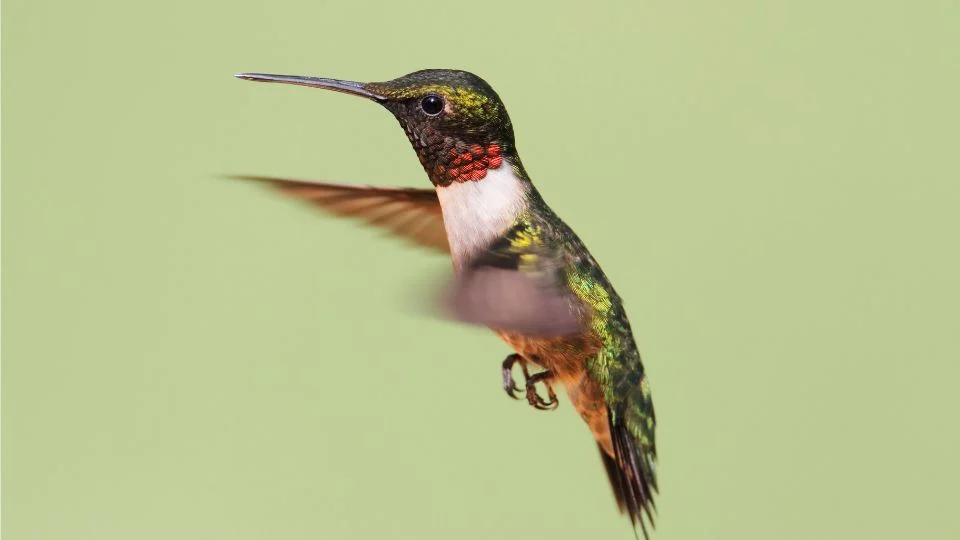 Tüzestorkú kolibri repülés közben, színes tollazattal és zöld háttérrel.