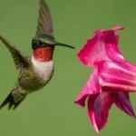 tuzestorku kolibri vagy eszaki kolibri Archilochus colubris