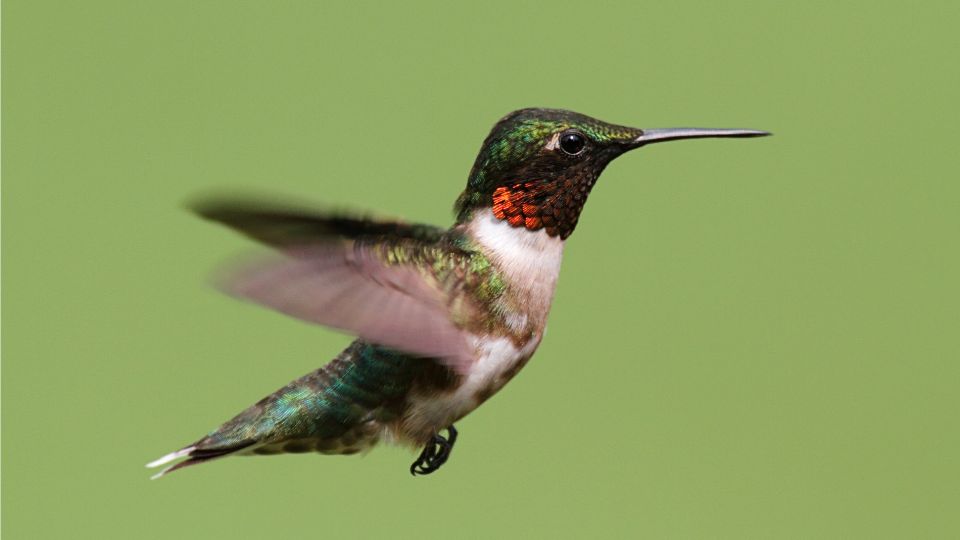 tuzestorku kolibri vagy eszaki kolibri Archilochus colubris 2