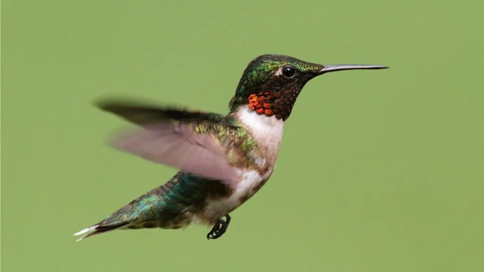 Tüzestorkú kolibri repülés közben, élénk színekben pompázik.